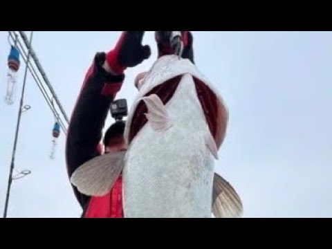 大船渡　広進丸で行くマダラ船は好釣でした!　2025.2.3
