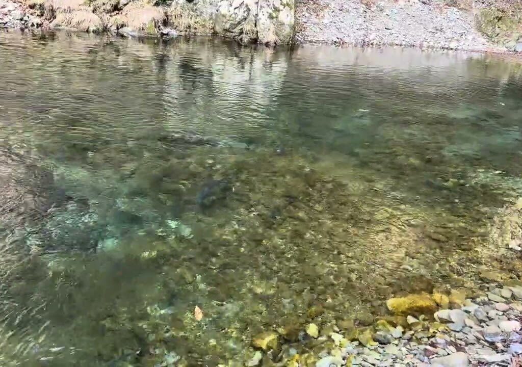 【秋川国際ます釣場　ルアー】 2025/2/19　大物を狙って…　#あきる野市#養沢#秋国