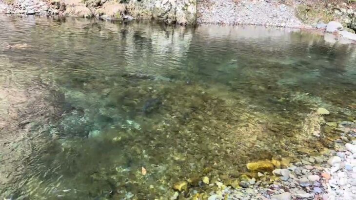 【秋川国際ます釣場　ルアー】 2025/2/19　大物を狙って…　#あきる野市#養沢#秋国