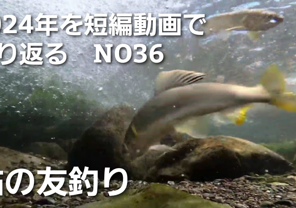 NO36   8月の鮎、この激しい引きが釣り人を歓喜させる！水中カメラが捉えました【8月1日】