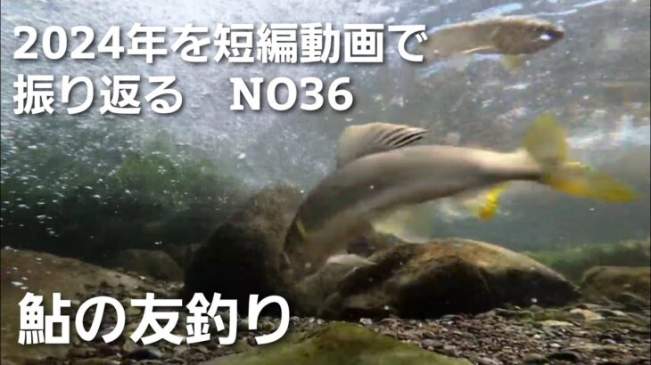 NO36   8月の鮎、この激しい引きが釣り人を歓喜させる！水中カメラが捉えました【8月1日】
