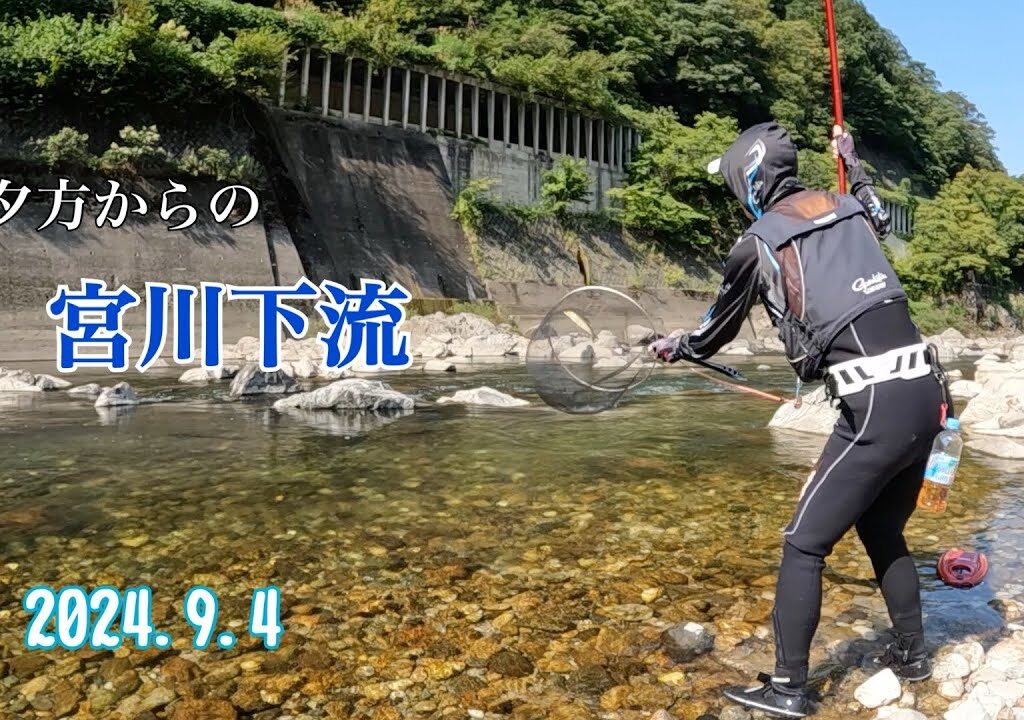 友釣りは日が傾いてからが本番？【宮川下流】【鮎釣り】