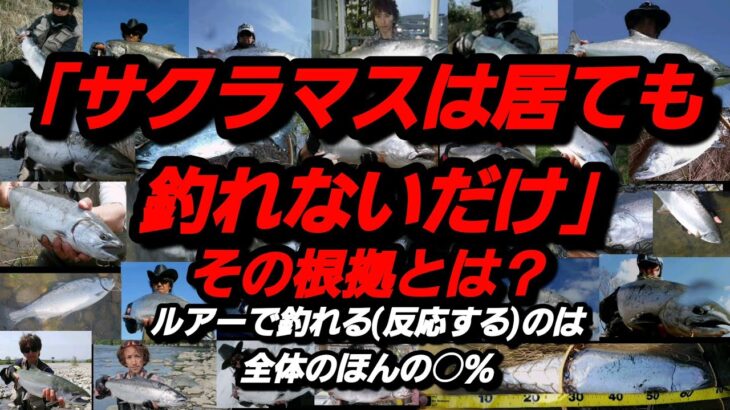 ｢サクラマスはあります！｣。実績を実感した時に初めて判る事とは？