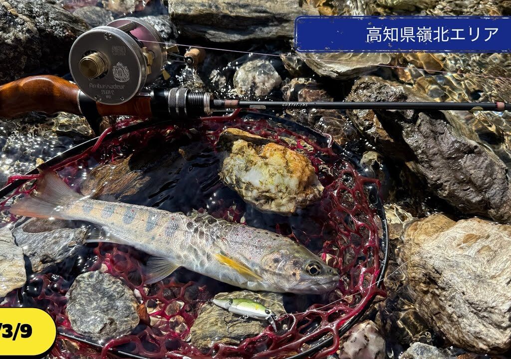 今シーズン1のアマゴが釣れたけど残念な事が…