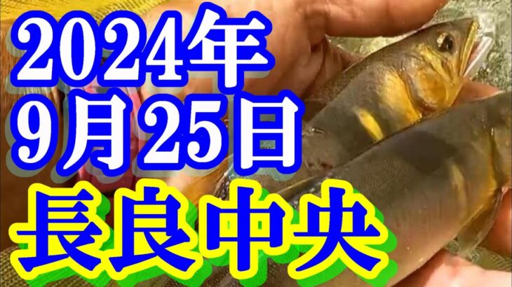 鮎釣り 10cm高引水 鮎の瀬 お御手洗 長良川中央 2024年