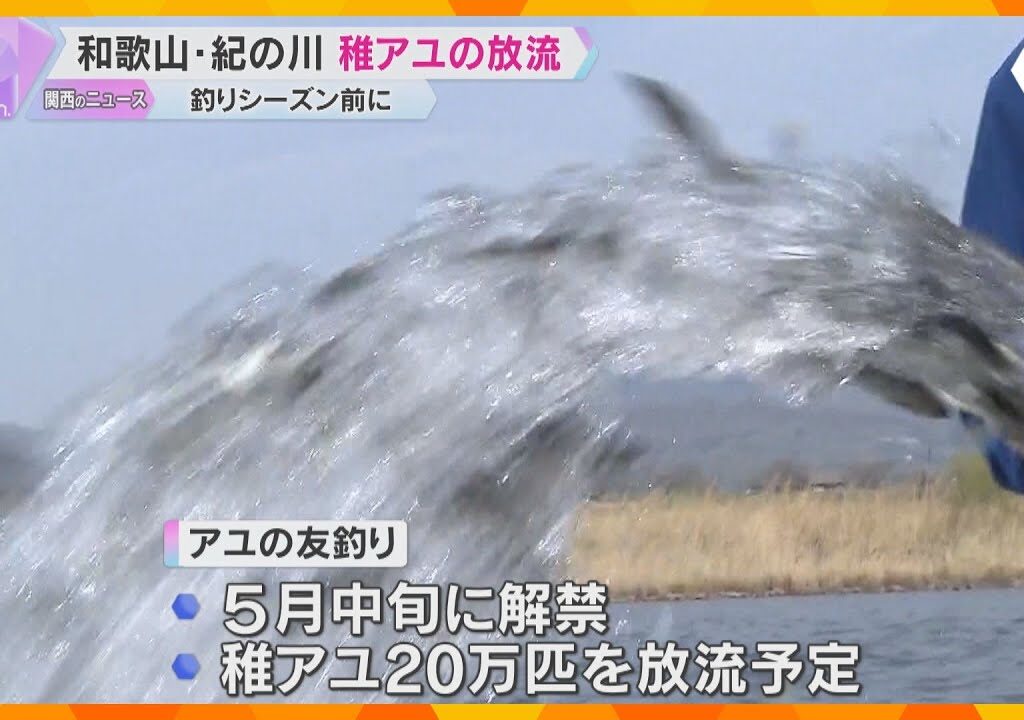 人工ふ化させた13万匹の稚アユ、ホースを使って放流　5月中旬の友釣り解禁を前に　和歌山・紀の川市