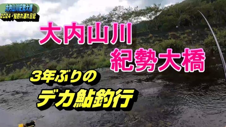 2024 08 21酷暑＆渇水の大内山川  3年ぶりのデカ鮎釣行