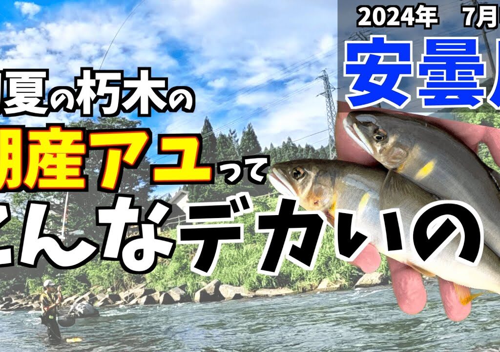 【鮎釣り2024】初夏の安曇川で良型狙いを楽しむ！デカすぎて浮いてこない！！