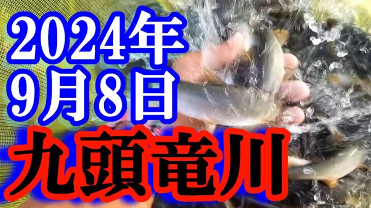 鮎釣り 平水クリア  谷口 九頭竜川 2024年
