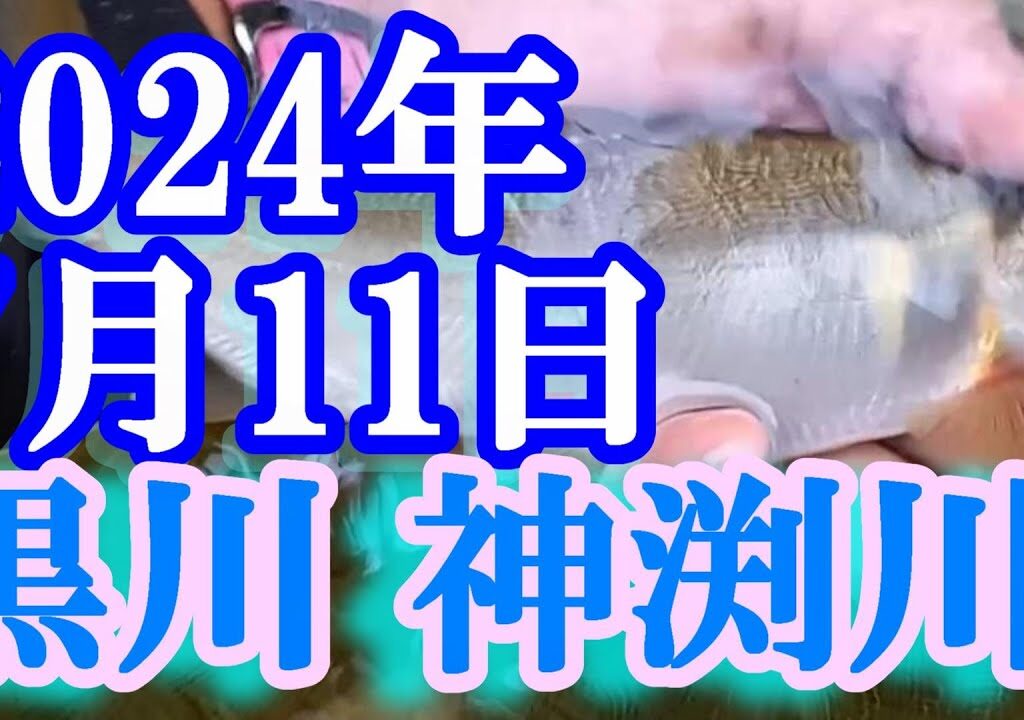 鮎釣り 羽柄橋 山寄橋 七宗町体育館下 白川支流黒川～神渕川 2024年