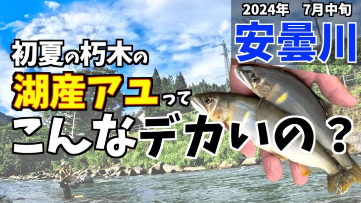 【鮎釣り2024】初夏の安曇川で良型狙いを楽しむ！デカすぎて浮いてこない！！