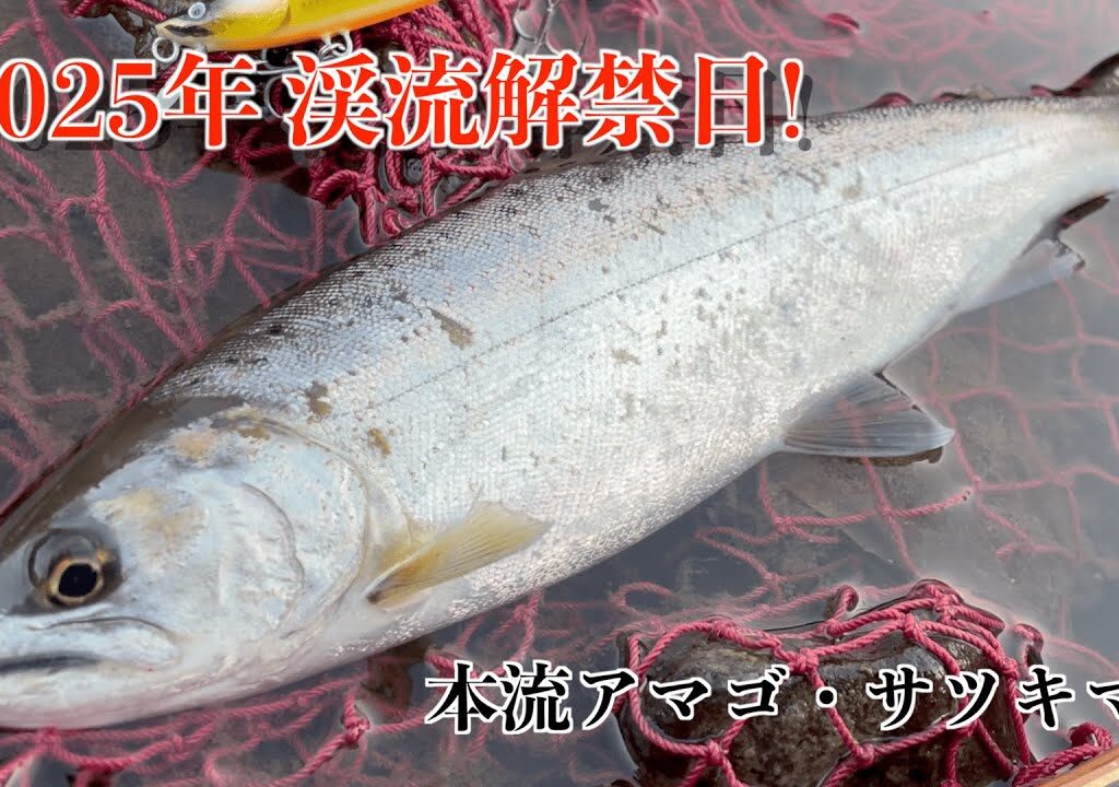 【2025年 渓流解禁】　本流アマゴ・サツキマスを狙う