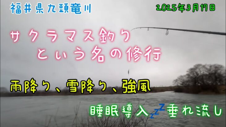 サクラマス釣りという名の修行　福井県九頭竜川　2025年初釣行　#九頭竜川　#サクラマス　#釣り　#睡眠導入　#垂れ流し
