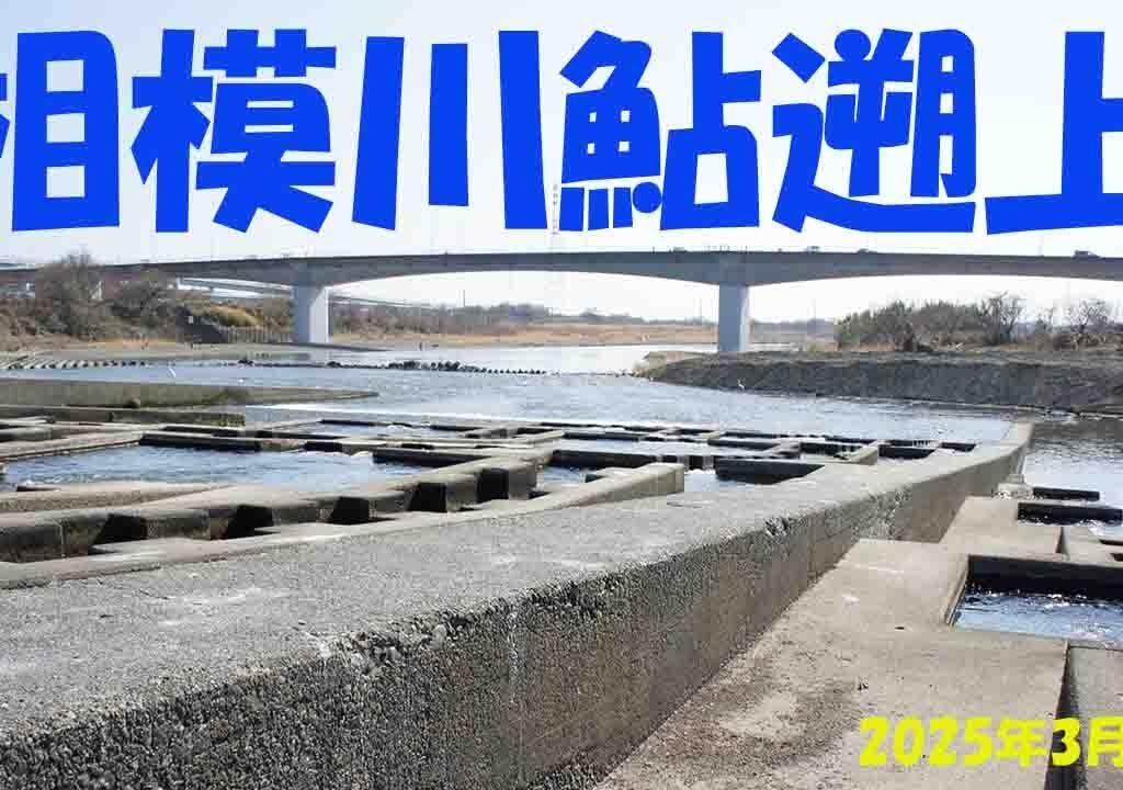 相模川　鮎遡上調査　2025年3月2日