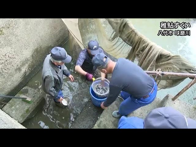 八代地方の春の風物詩、稚鮎すくい【熊本】 (25/03/27 19:00)