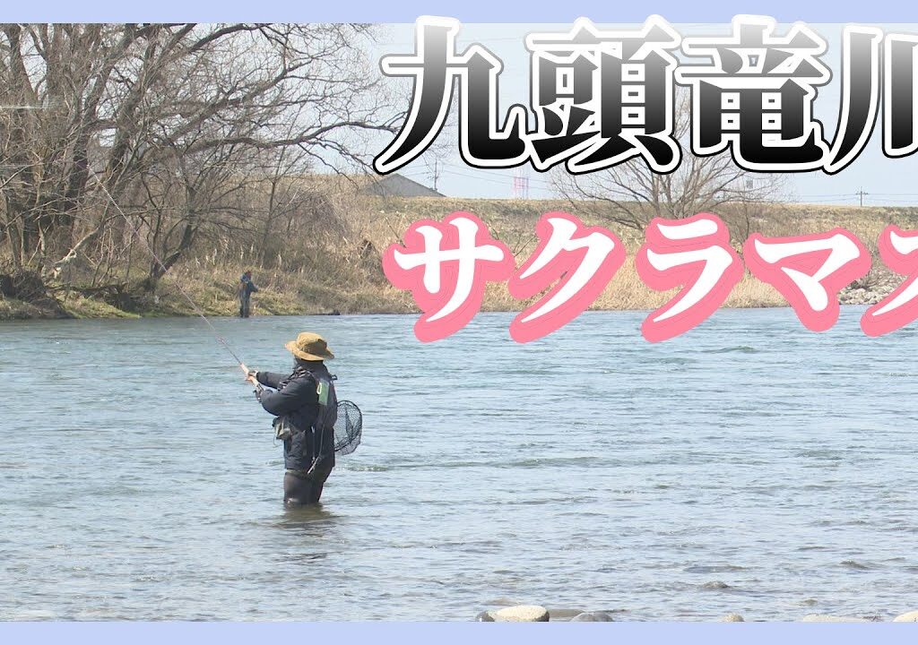 ３月の九頭竜川サクラマス　30を超える釣果！（福井県永平寺町　九頭竜川）