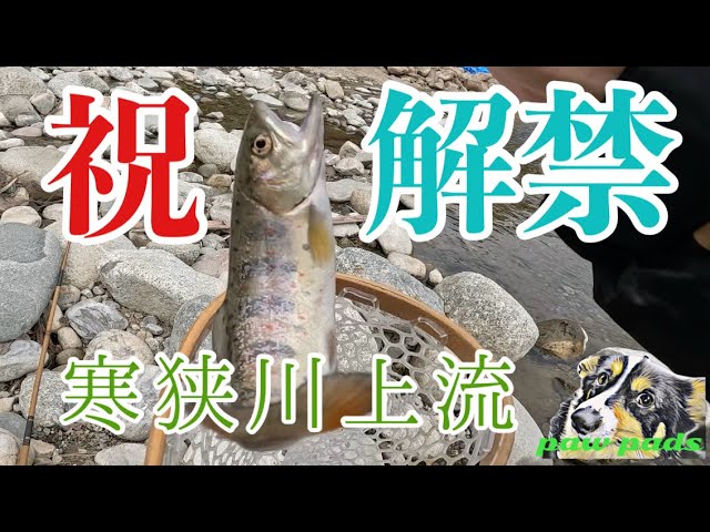 祝！渓流解禁❣️ 寒狭川上流に行ってきました♪ 3月9日も放流ありまーす♪