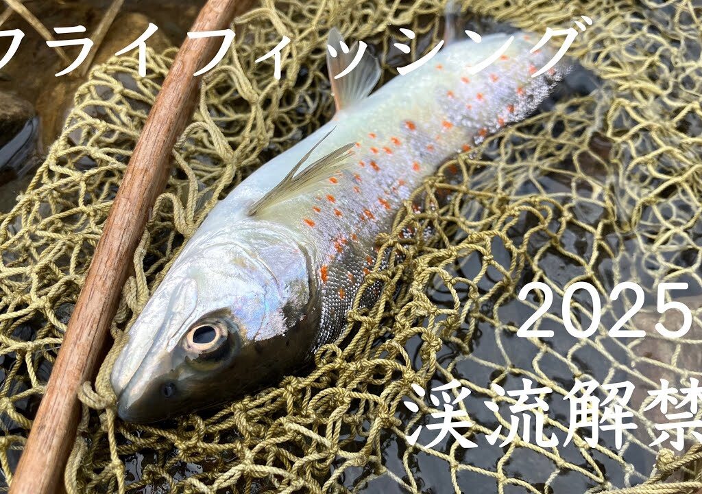 BHニンフで2025渓流解禁 #フライフィッシング #flyfishing