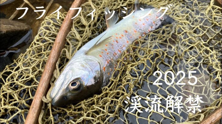 BHニンフで2025渓流解禁 #フライフィッシング #flyfishing