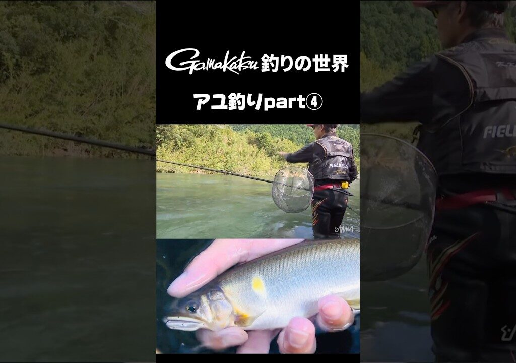 鮎釣りの世界🎣Part④ #がまかつ #fishing