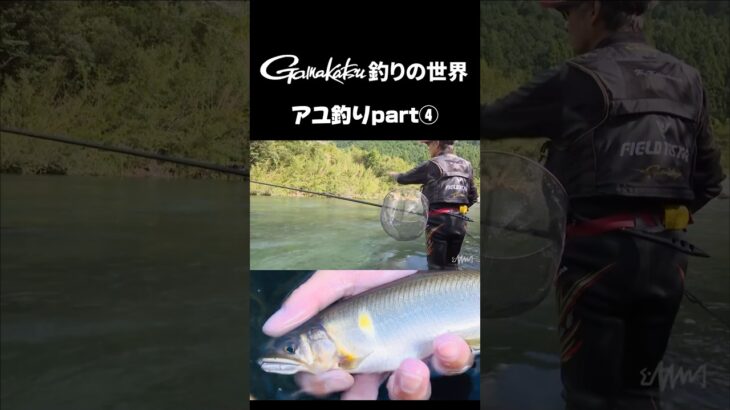 鮎釣りの世界🎣Part④ #がまかつ #fishing