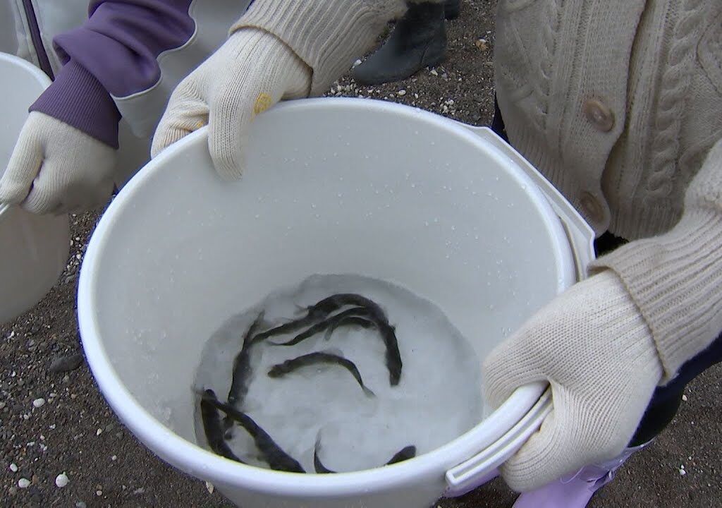 子どもたちがアユの稚魚を放流「大きくなってほしい」 地元の川のインフラへの理解深める＝静岡・清水町
