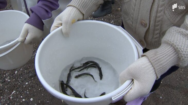 子どもたちがアユの稚魚を放流「大きくなってほしい」 地元の川のインフラへの理解深める＝静岡・清水町