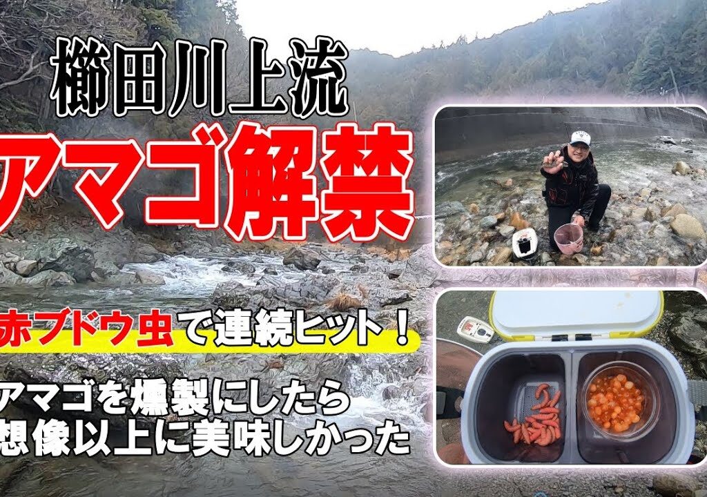 アマゴ釣り解禁で赤ブドウ虫が好調！そして釣ったアマゴを燻製にしてみたら美味しかった♪