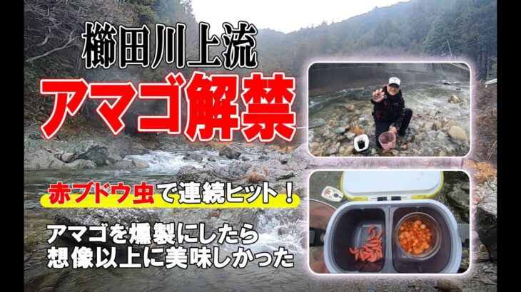 アマゴ釣り解禁で赤ブドウ虫が好調！そして釣ったアマゴを燻製にしてみたら美味しかった♪
