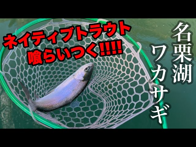 【ワカサギ釣り】名栗湖でワカサギにトラウトが喰らいつく‼️