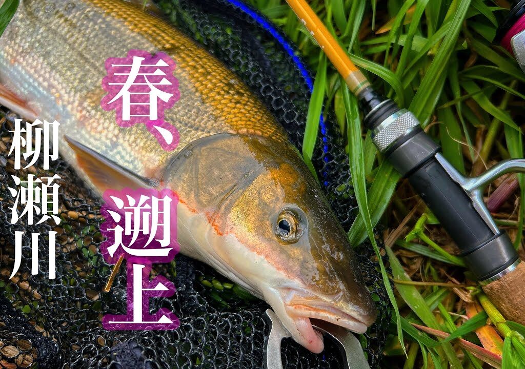 【マルタウグイ】春、遡上🌸柳瀬川のマルタウグイ