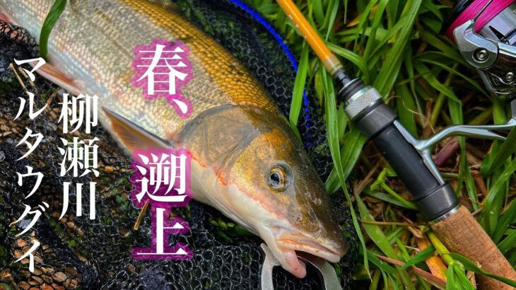 【マルタウグイ】春、遡上🌸柳瀬川のマルタウグイ