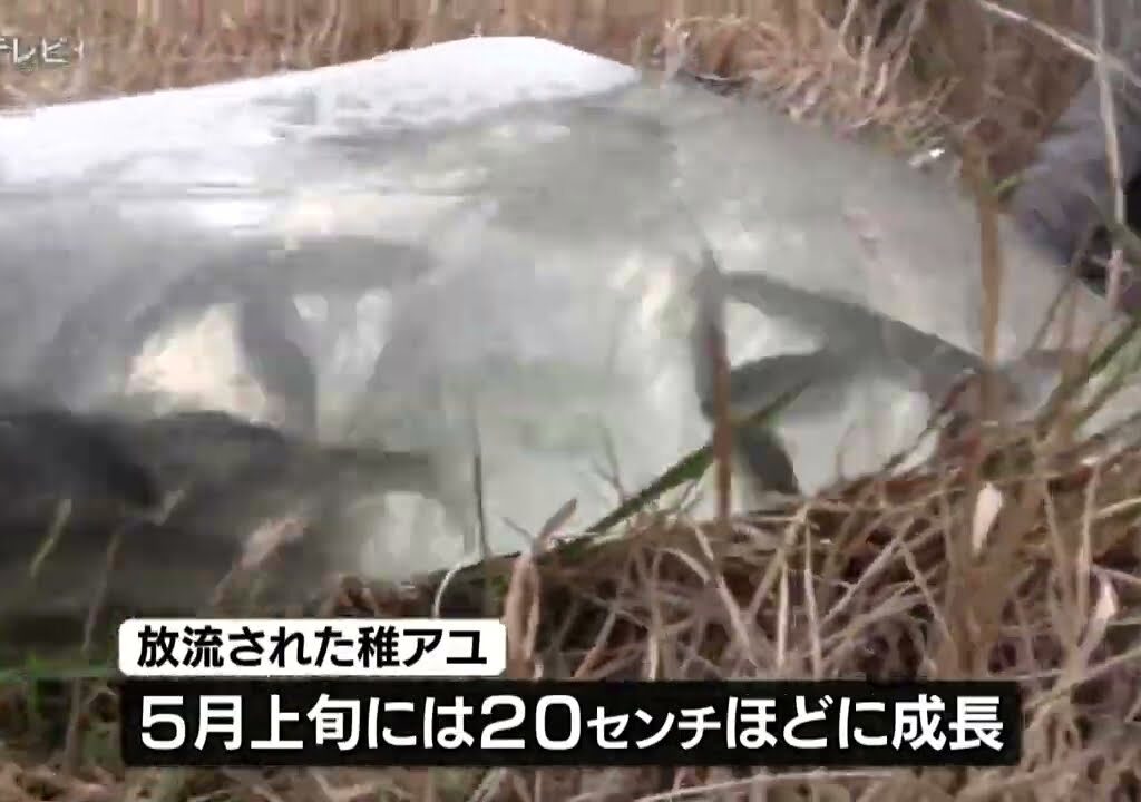三重・大紀町　大内山川で稚アユの放流