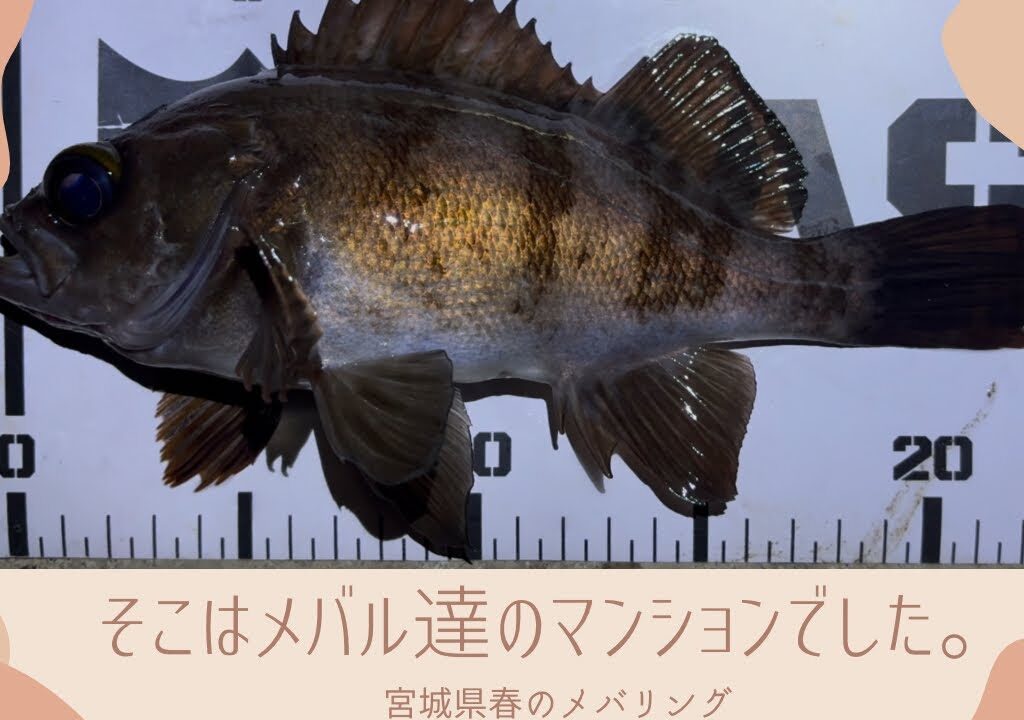 【宮城釣り】メバリング　迷い込んだ藻の中はメバル達のマンションでした。