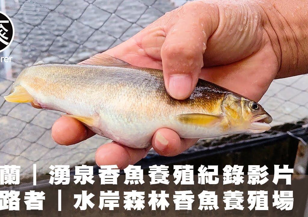 探訪宜蘭香魚養殖場｜原來香魚這麼挑水？為什麼宜蘭成為香魚最好的家？｜漁業紀錄片系列｜探路者