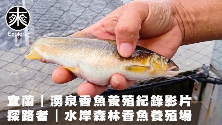 探訪宜蘭香魚養殖場｜原來香魚這麼挑水？為什麼宜蘭成為香魚最好的家？｜漁業紀錄片系列｜探路者