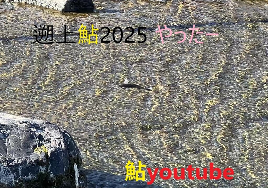 鮎youtube 新春祝 2025鮎遡上 ただ鮎っぽい魚の画