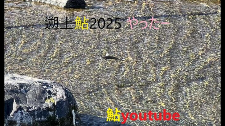 鮎youtube 新春祝 2025鮎遡上 ただ鮎っぽい魚の画