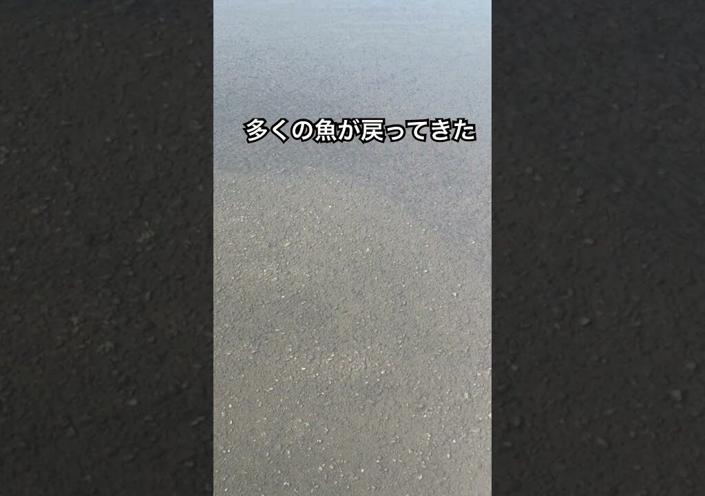 東京の多摩川に120万尾を超える天然鮎がのぼってきて、川がアユだらけに！　#多摩川 #鮎釣り #天然鮎