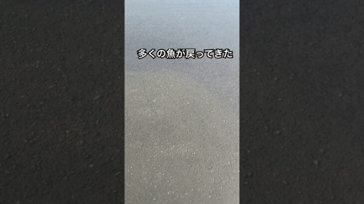 東京の多摩川に120万尾を超える天然鮎がのぼってきて、川がアユだらけに！　#多摩川 #鮎釣り #天然鮎
