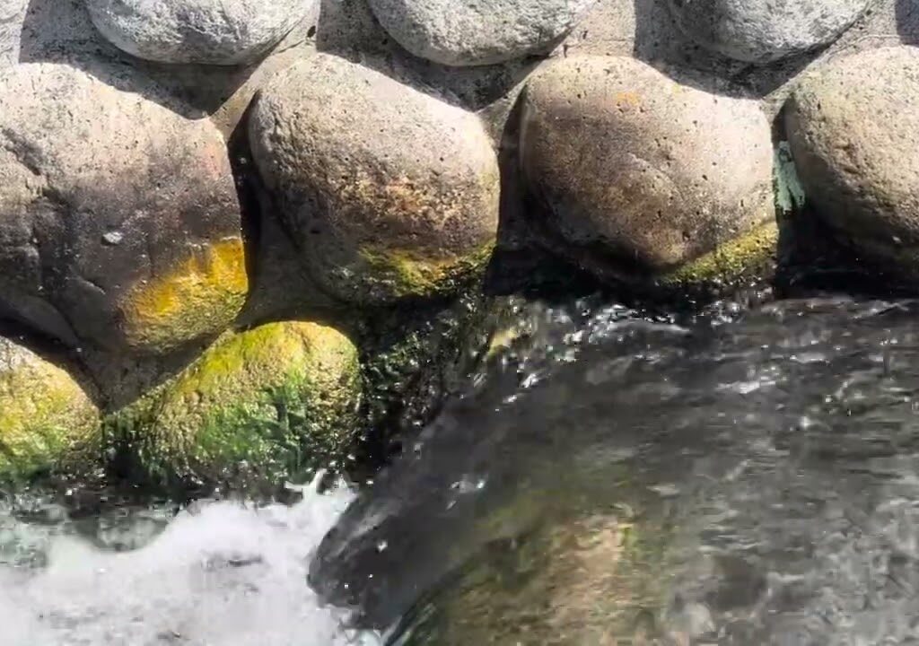 稚鮎（ちあゆ）の遡上（そじょう）がはじまりました。その2