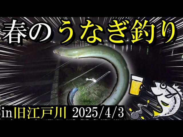【旧江戸川ウナギ釣り】春先のウナギ釣り2025年！鈴が鳴りやまない！