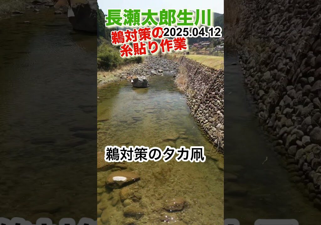 長瀬太郎生川　鵜対策の糸張り作業がんばるぞ!2025.04.12 #shortvideo  #鮎釣り #三重県 #鮎