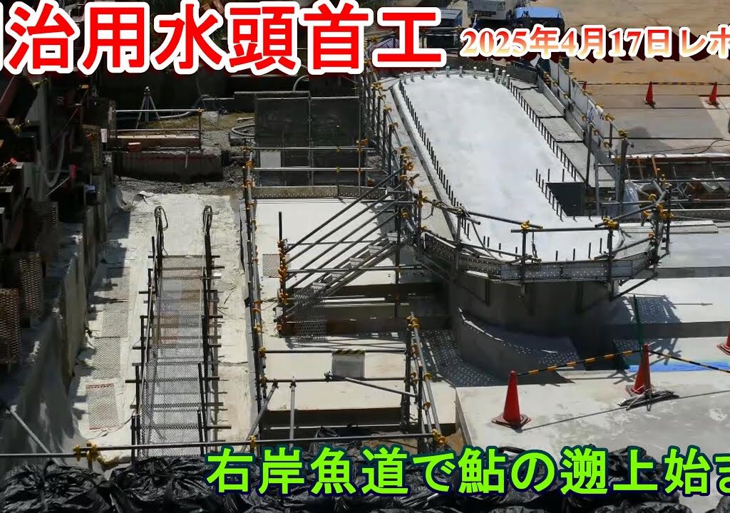 【明治用水頭首工】右岸魚道で鮎の遡上始まる【2025年4月17日レポート】