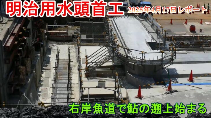 【明治用水頭首工】右岸魚道で鮎の遡上始まる【2025年4月17日レポート】