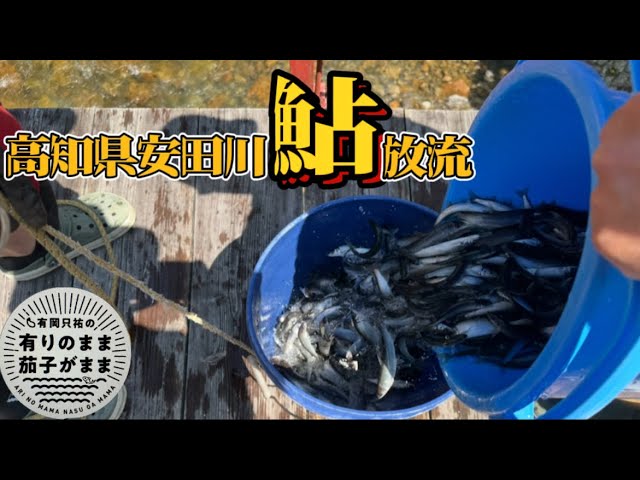 【鮎釣り】2025/4/26 安田川鮎放流