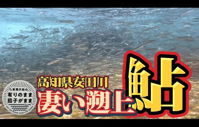 【鮎釣り】3月14日。今年は全国的に良いみたいです