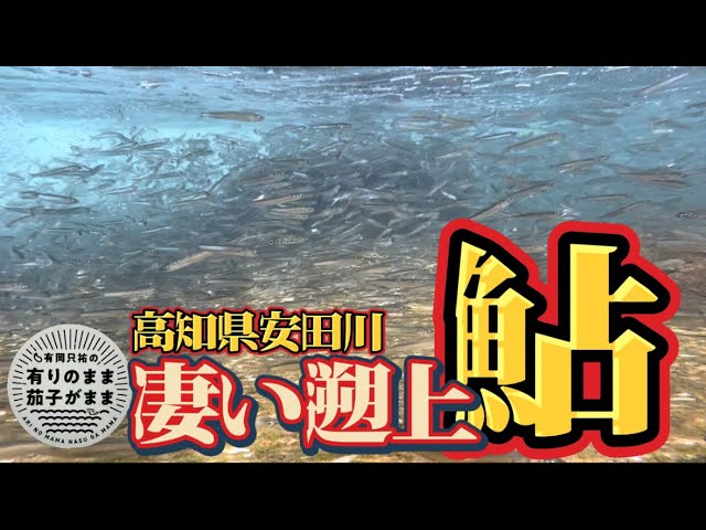【鮎釣り】3月14日。今年は全国的に良いみたいです