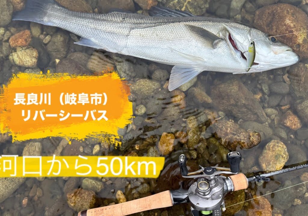 河口から50kmの岐阜市でリバーシーバス