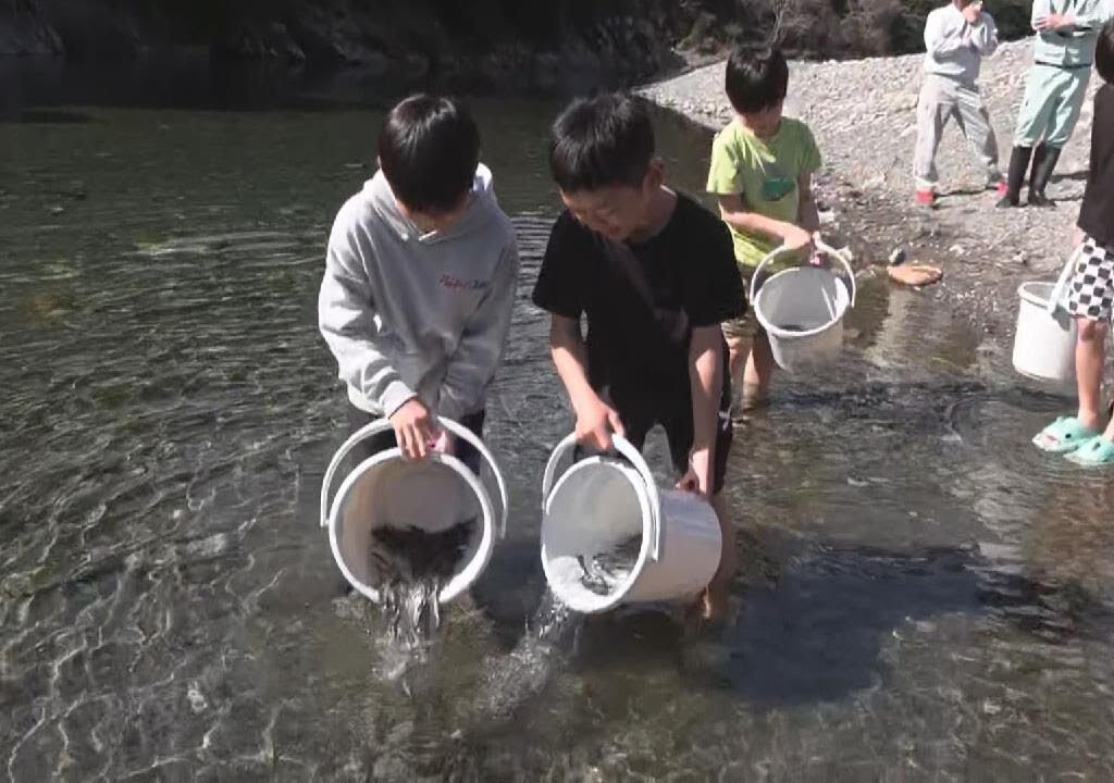 6月には倍の20センチに 友釣り前に稚アユの放流 国内有数の透明度誇る銚子川 三重・紀北町